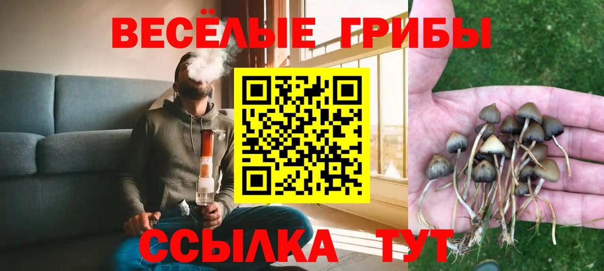 Лесной  Галлюциногенные грибы Psilocybine cubensis  Вход с VPN 